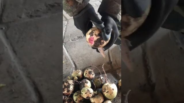 Арбузная редька оптом смотреть онлайн