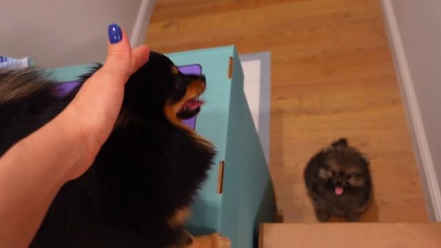 Первый день ЩЕНКА в Новом Доме... влог смотреть онлайн