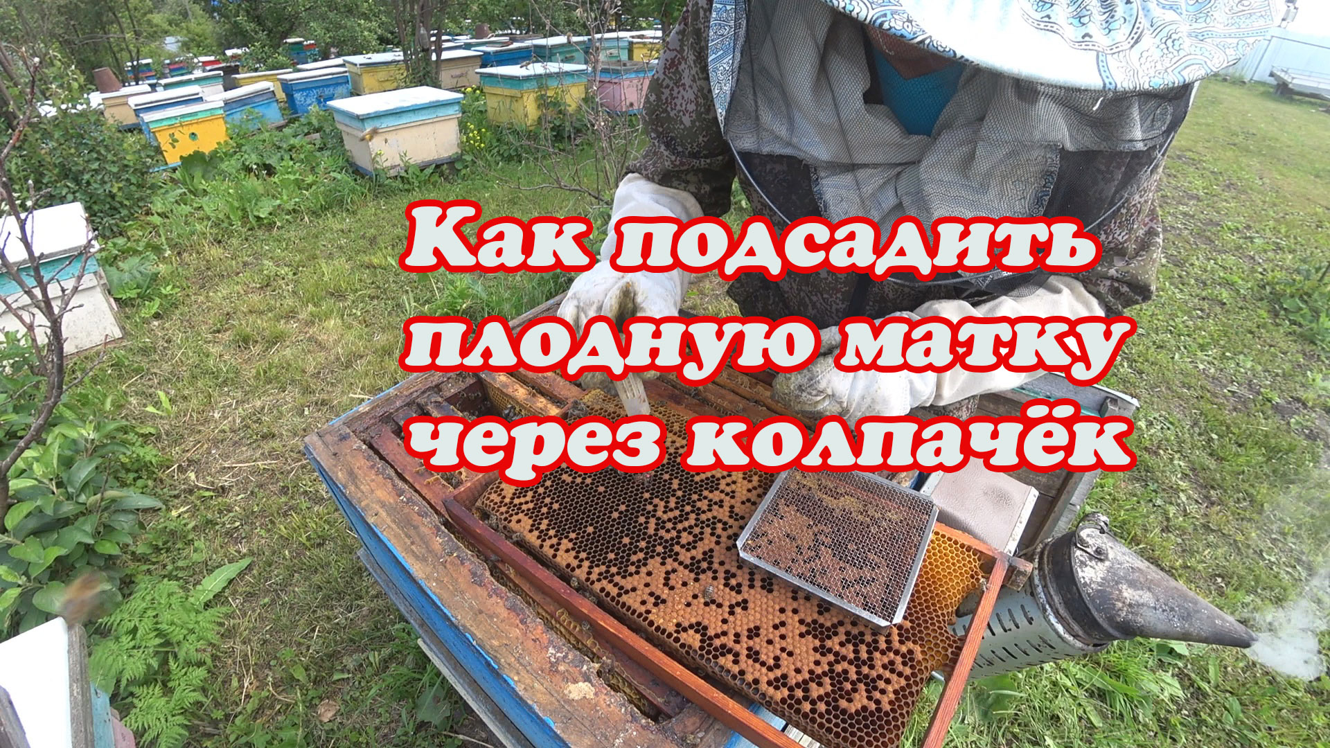 КАК ПОДСАДИТЬ ПЛОДНУЮ МАТКУ ЧЕРЕЗ СЕТЧАТЫЙ КОЛПАЧЁК, МОИ НАБЛЮДЕНИЯ. смотреть онлайн