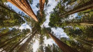 ВЕЛЕС   БОГ ВСЕЛЕННОЙ   ВЕДНИК.   Veles is Universe God. Бог Русичей