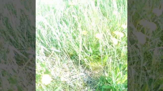 сбор одуванчиков,очень полезен для организма человека, природа это и есть аптека. смотреть онлайн