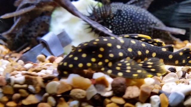 Plecostomus feeding time ! Part 1 смотреть онлайн