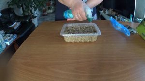 ОГУРЦЫ, ПОСЕВ  СЕМЯН ОГУРЦОВ  НА РАССАДУ В ВЕРМИКУЛИТ