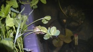 Квакша. Лягушка древесная и её икра.