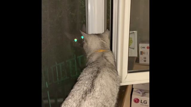 МИЛЫЕ КОТИКИ ЧАСТЬ 2 смотреть онлайн