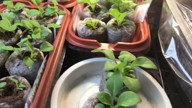 Моя рассада! Покупки в ОБИ. Новые лилии.???Каштан конский. С 8 марта, Девочки!!!????? смотреть онлайн