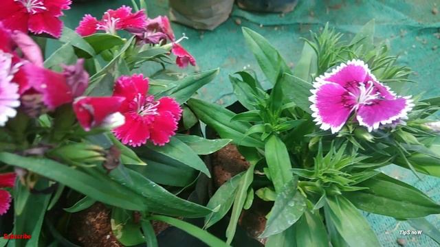 Dianthus plant care in malayalam/ഡയാന്തസ് ചെടിയുടെ പരിചരണം ഇങ്ങനെയാണ്, ഡയാന്തസിന് ആയുസെങ്ങനെ കൂട്ടാ смотреть онлайн