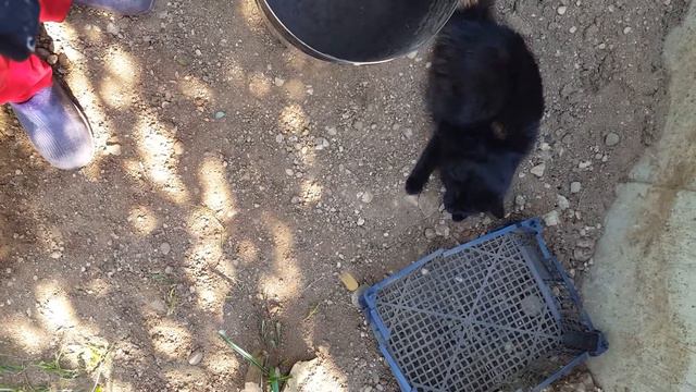 Кот первогодок на даче смотреть онлайн
