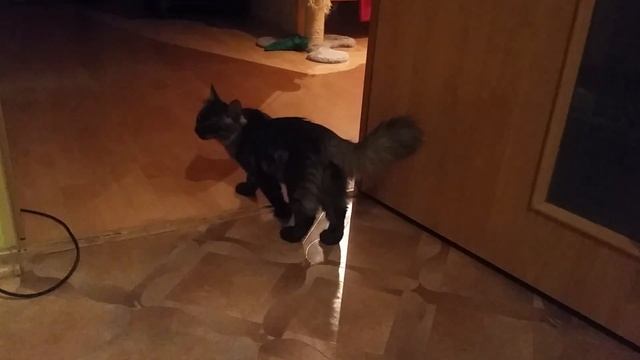 Как на свет появляются котята!! смотреть онлайн