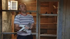 Андижанские бойные голуби