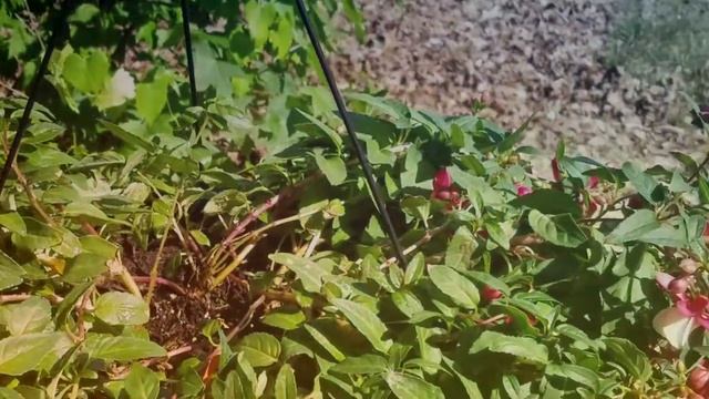 Pink Fuchsia hybrid смотреть онлайн