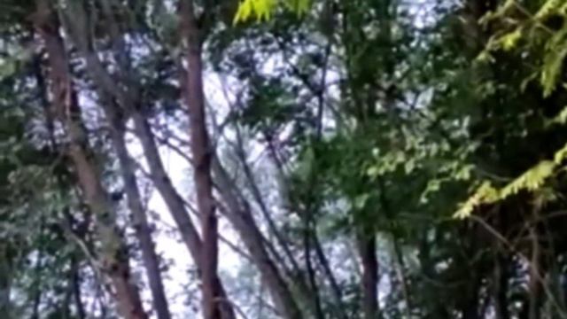Соловей поёт... смотреть онлайн