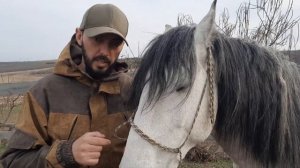 Как определить возраст лошади по зубам?