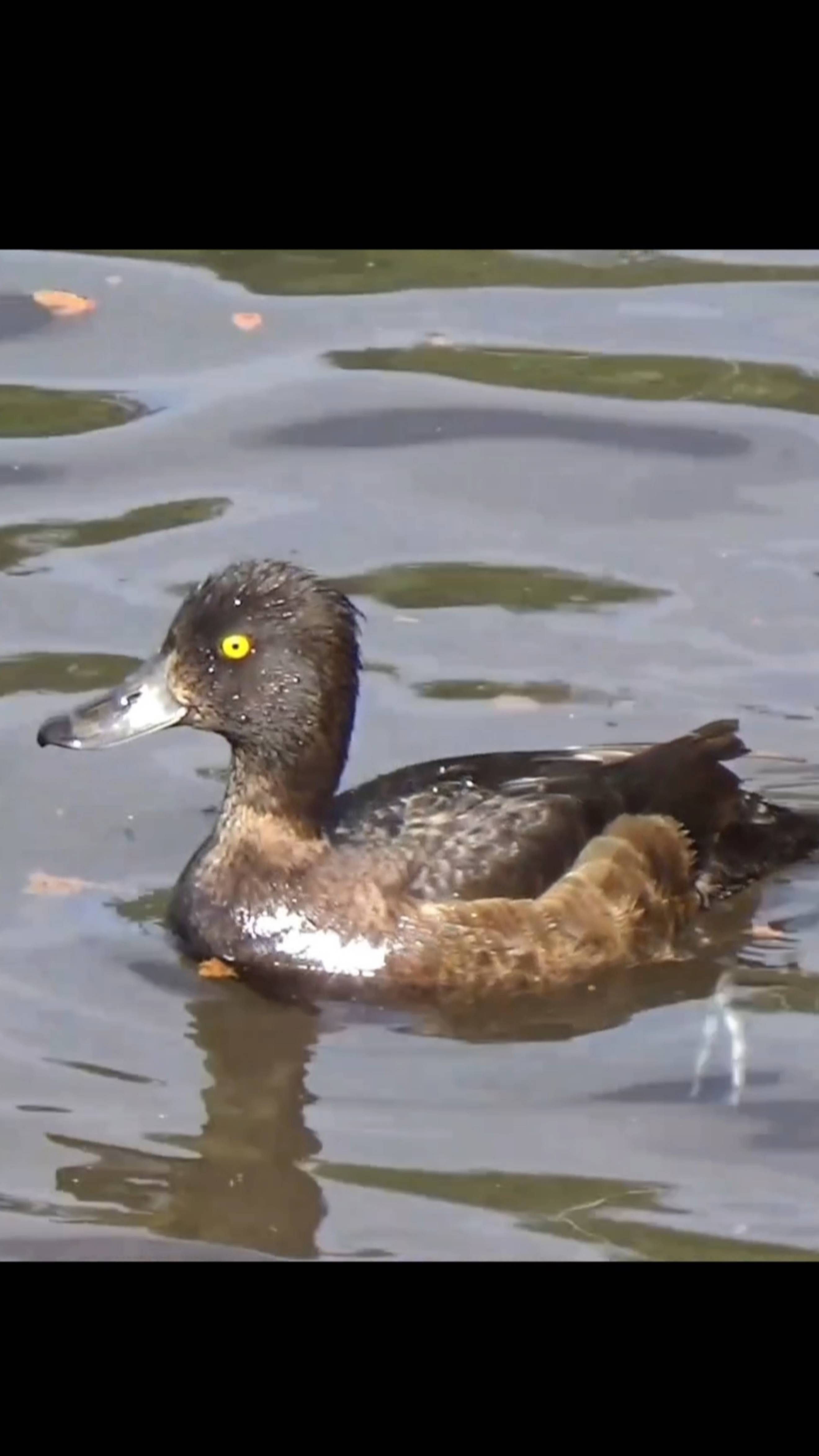 Хохлатая чернеть