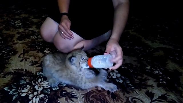 Детский садик радости