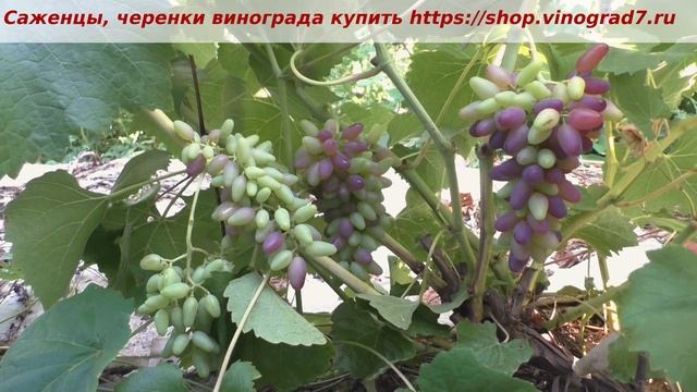 Пузенко Наталья Лариасовна, виноград для всех