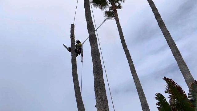 Derribo de Palma mexicana por la playa de San Diego смотреть онлайн