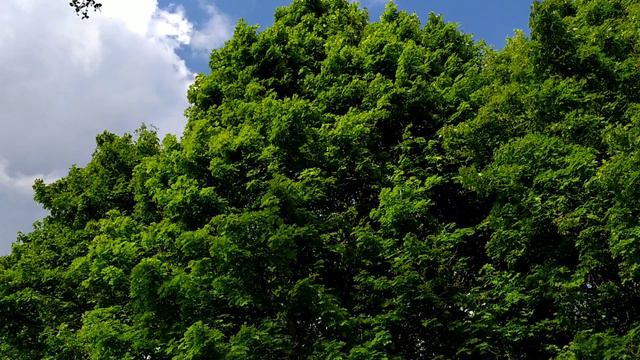 Не плач-не плач, Вербонько... смотреть онлайн