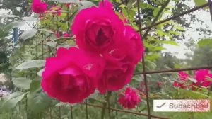 Акам билан маза килдик akaman maza kidik