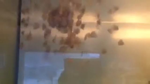 Мальки дискуса смотреть онлайн