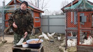 Осторожно,  репчатый лук для кур несушек.