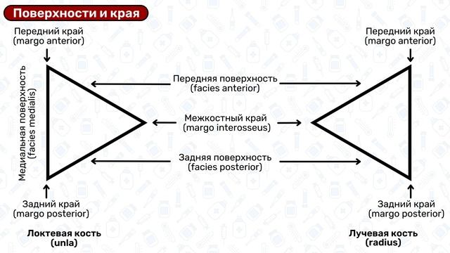 Локтевая кость: анатомия, строение, латынь / Остеология смотреть онлайн