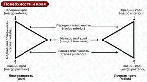 Локтевая кость: анатомия, строение, латынь / Остеология