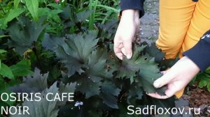 Бузульники в моем саду. Посадка и уход