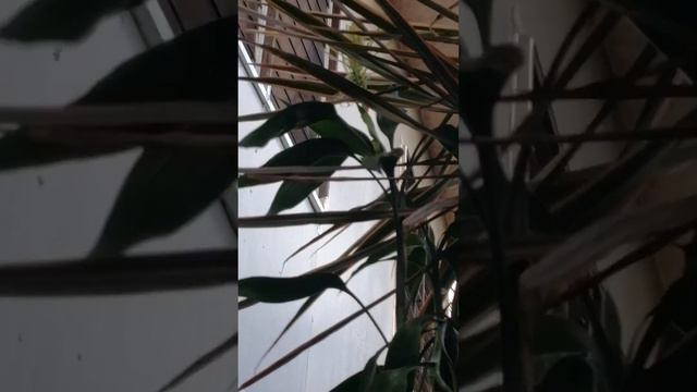 Amazing!!! Watering "Hugas Bigas" Furtune Plant is Bomming!!! #plants #houseplants #bloom смотреть онлайн