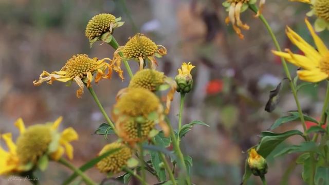 Лучшая музыка поможет снять усталость от стресса🌿успокоит нервную систему🌿 #41 смотреть онлайн