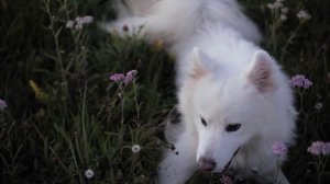 Интересные факты о собаках