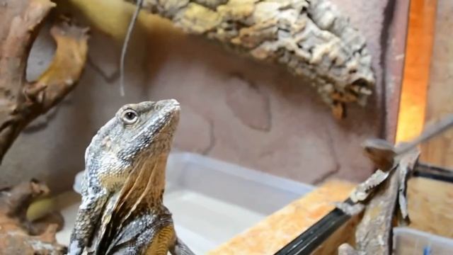 Плащеносная ящерица — устрашающее существо! смотреть онлайн