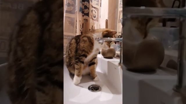 кошка лапкой трогает воду 😼 смотреть онлайн