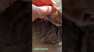 Ear and paw care for chinchillas? Уход за ушами и лапами шиншилл
