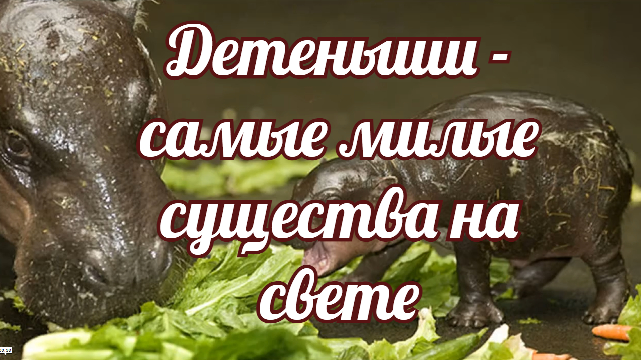 Детеныши самые милые существа на свете.mp4 смотреть онлайн