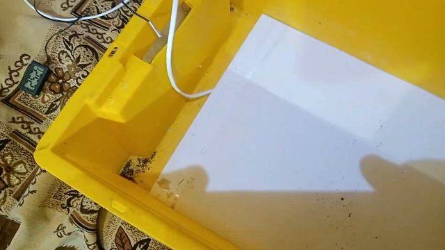 Посадка Павловнии Войлочной смотреть онлайн