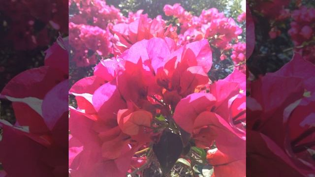 #flowers #gardening #summer #bloom #happy #weareone #naturelover #goodvibs #graz #austria #canon # смотреть онлайн
