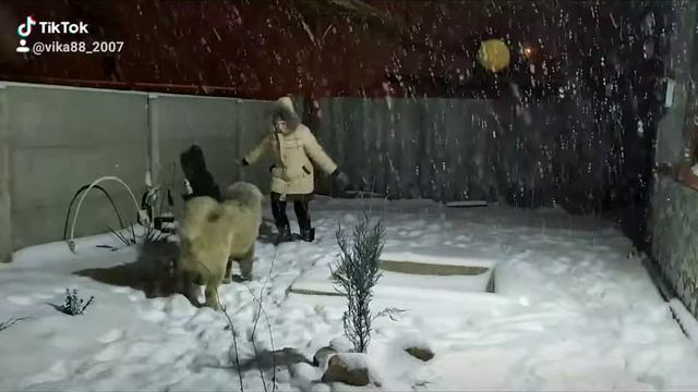Кавказская овчарка играет с алабаем и ребенком смотреть онлайн