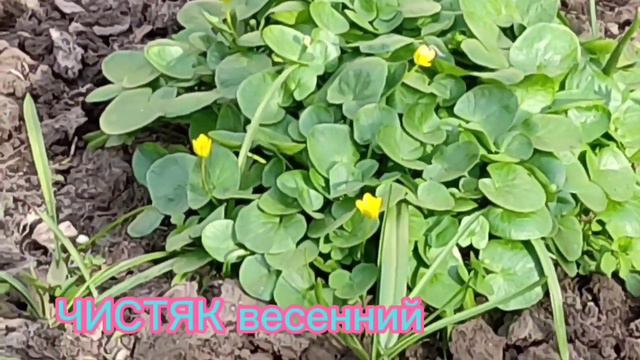 #цветывесенние Три цветка под вопросом (муз. Эдгар Туниянц). смотреть онлайн