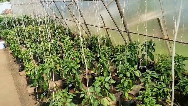 От ЭТОГО все Болезни ПЕРЦА, перец не растёт, замирает, желтеют листья, и слизни тоже от этого! смотреть онлайн