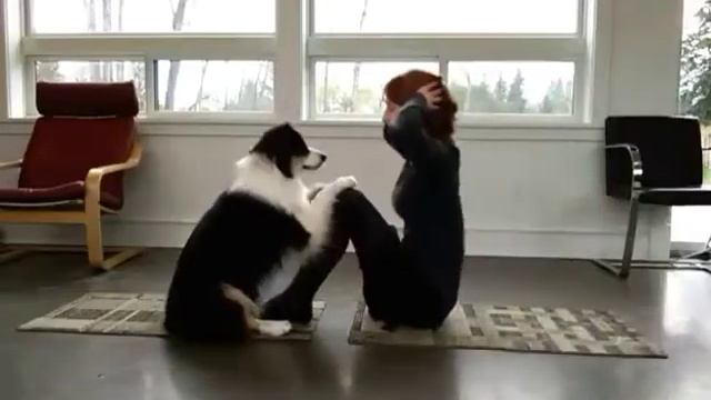 Собака делает зарядку! смотреть онлайн