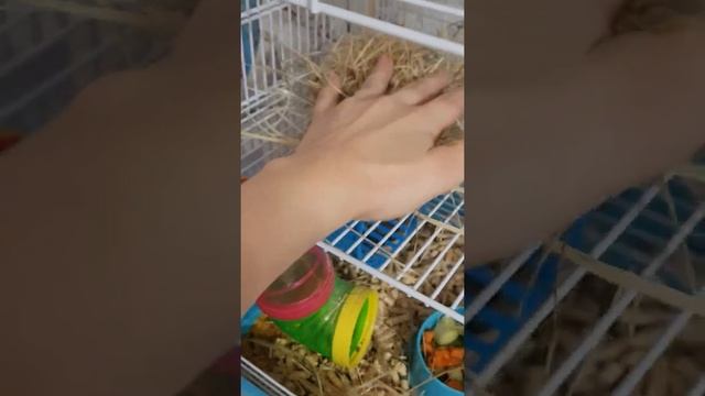 мы насыпали хомякам сено Как называли маленького хомяка смотреть онлайн