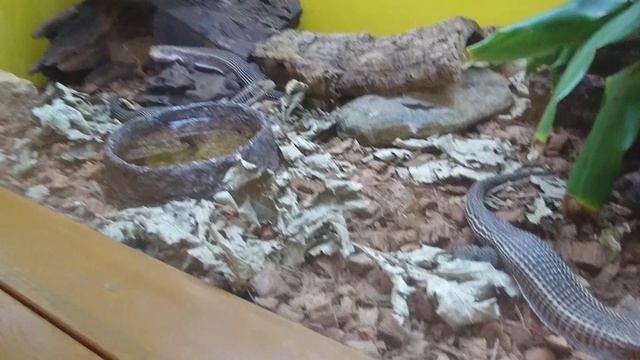 Гехира прожорливая. смотреть онлайн