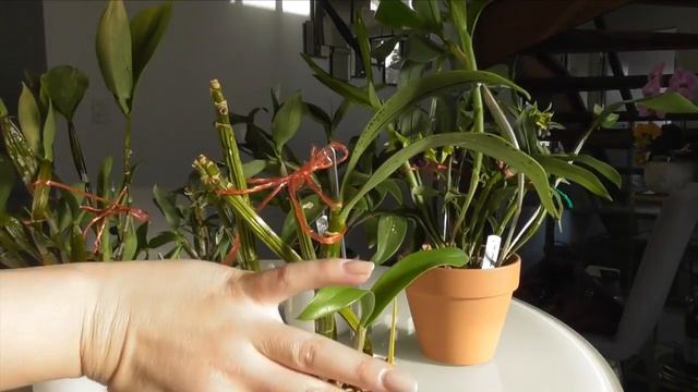 Latouria Dendrobiums : Care & My Collection смотреть онлайн