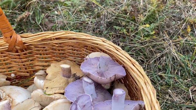 ПЕРВЫЙ СБОР СИНЕНОЖКИ! Рядовка лиловоногая, грибы Крыма смотреть онлайн