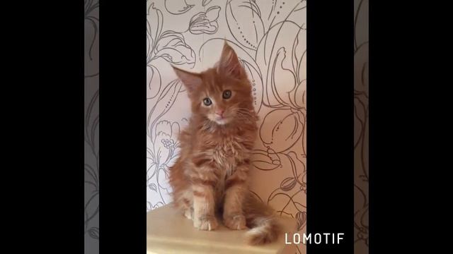 Maine Coon LavR Katrin's Tails смотреть онлайн