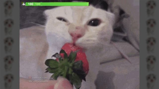 cat 5 смотреть онлайн