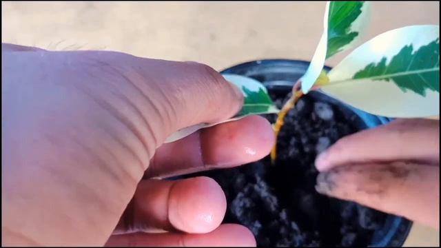 How To Grow Starlight Ficus From Cuttings in Easy and Simple Ways смотреть онлайн