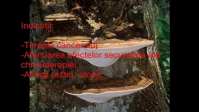 Red Reishi -ciuperca nemuririi смотреть онлайн