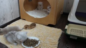 Как приучить котенка есть сухой корм? Котенок не ест из миски! Кормление котят с рук!